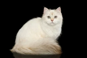 Unlocking the Gut-Kidney Axis: New Research Sheds Light on Feline Chronic Kidney Disease