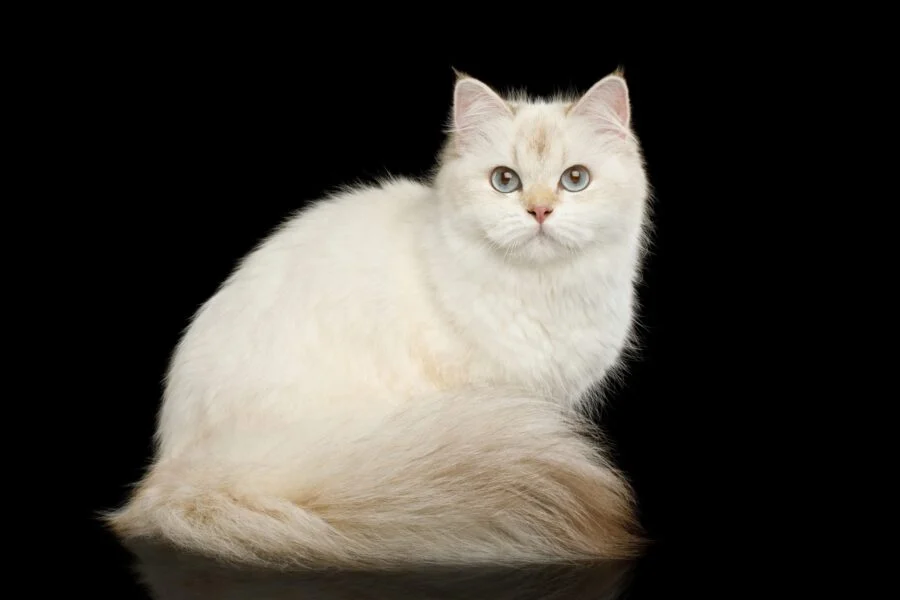 Unlocking the Gut-Kidney Axis: New Research Sheds Light on Feline Chronic Kidney Disease