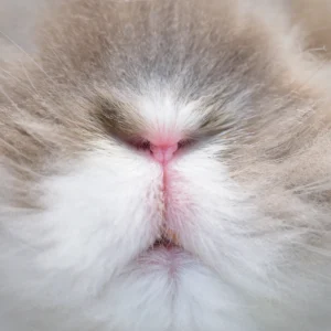 A Cycle of Crisis: Chicago Animal Rescues Demand End to Live Rabbit Sales at Petland