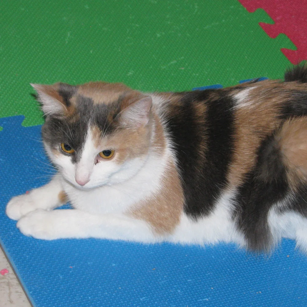 A Legacy of Love: How One Indiana Cat Lover Ensures a Lifetime of Safety for Her Feline Family