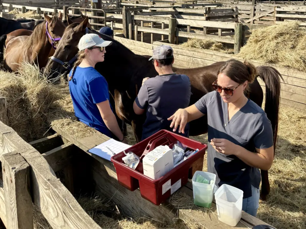 A Second Chance: How WSU Veterinarians Transformed the Lives of 66 Neglected Horses