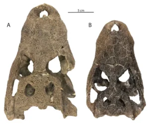 Ancient Apex Crusher: Newly Discovered Fossil Reveals the Oldest Known Alligatorine in Colorado’s Corral Bluffs