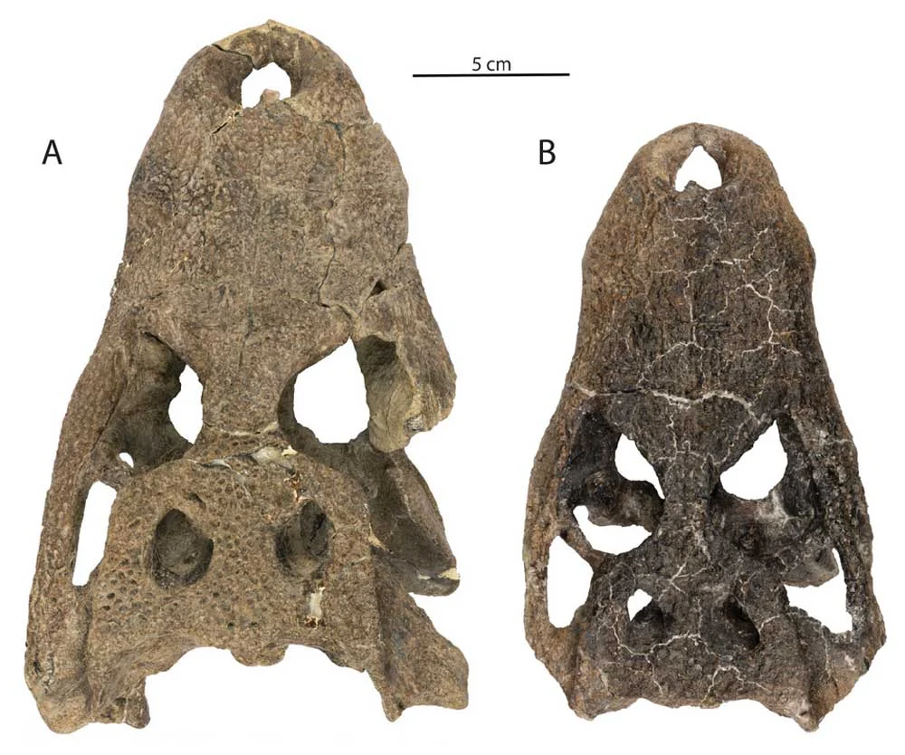 Ancient Apex Crusher: Newly Discovered Fossil Reveals the Oldest Known Alligatorine in Colorado’s Corral Bluffs