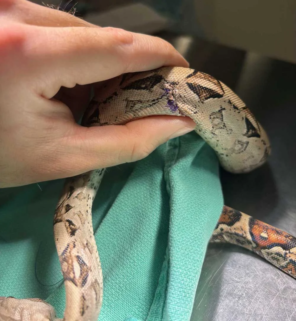 Beneath the Scales: A Comprehensive Veterinary Overview of Reptile Dermatologic Health