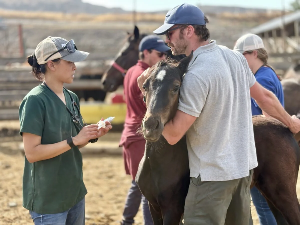 Beyond the Classroom: WSU Veterinary Students Provide Critical Care to Idaho Rescue Horses