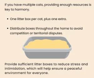 Beyond the Mess: A Comprehensive Guide to Resolving Cat Litter Box Avoidance