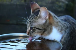 Beyond the Water Bowl: Why Senior Cats Drink More and What Veterinary Science Says
