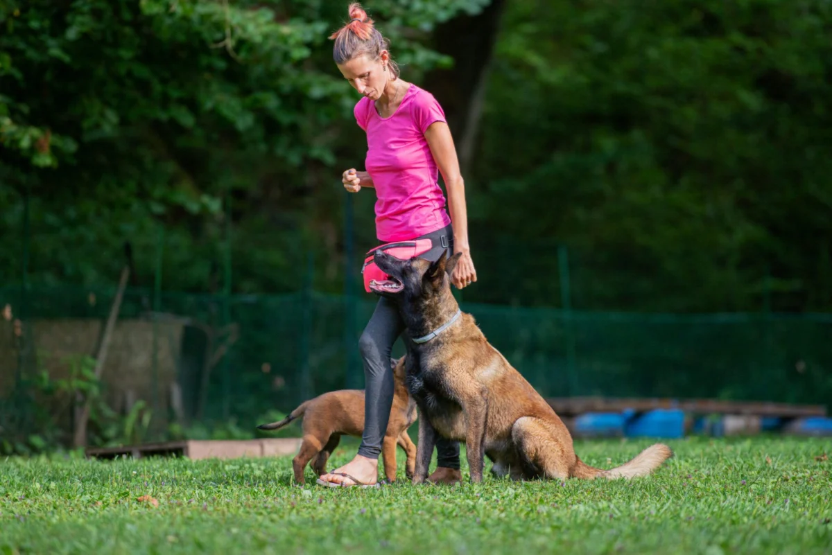 Bridging the Gap: Mastering Intermediate Dog Training and the Art of Proofing