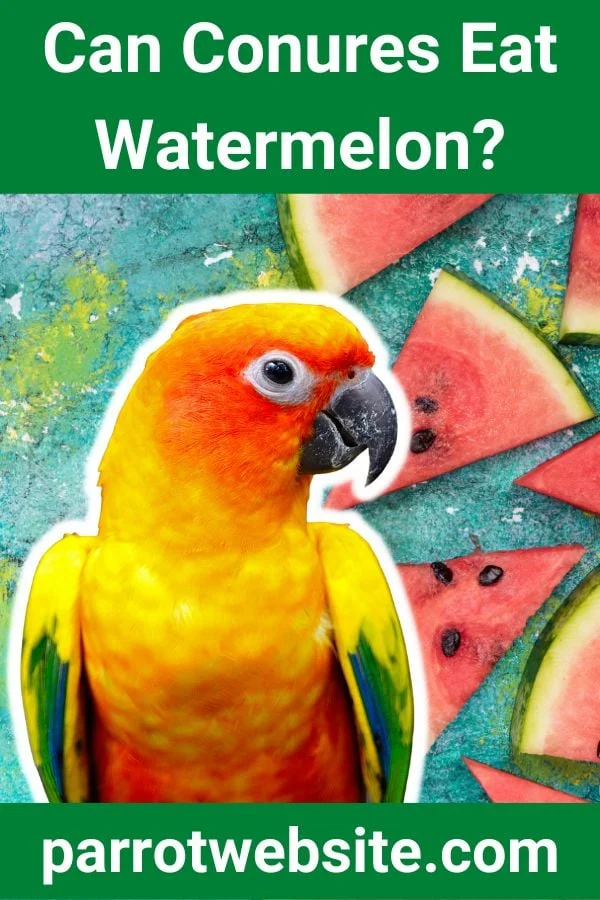 Can Conures Eat Watermelon? A Comprehensive Avian Nutrition and Care Guide