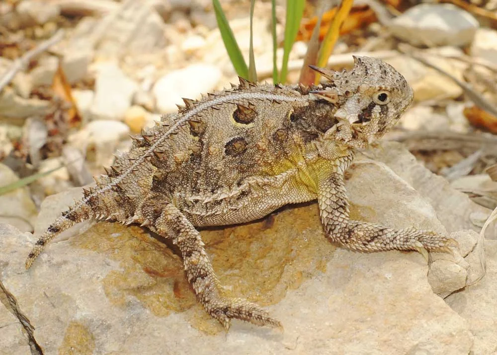 Conservation Milestone: Caldwell Zoo Celebrates Record-Breaking Hatch Season for Endangered Texas Horned Lizards