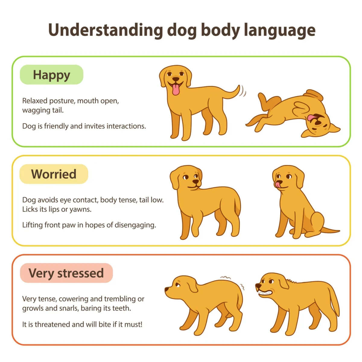 Decoding Canine Joy: A Comprehensive Guide to Understanding Your Dog’s Body Language