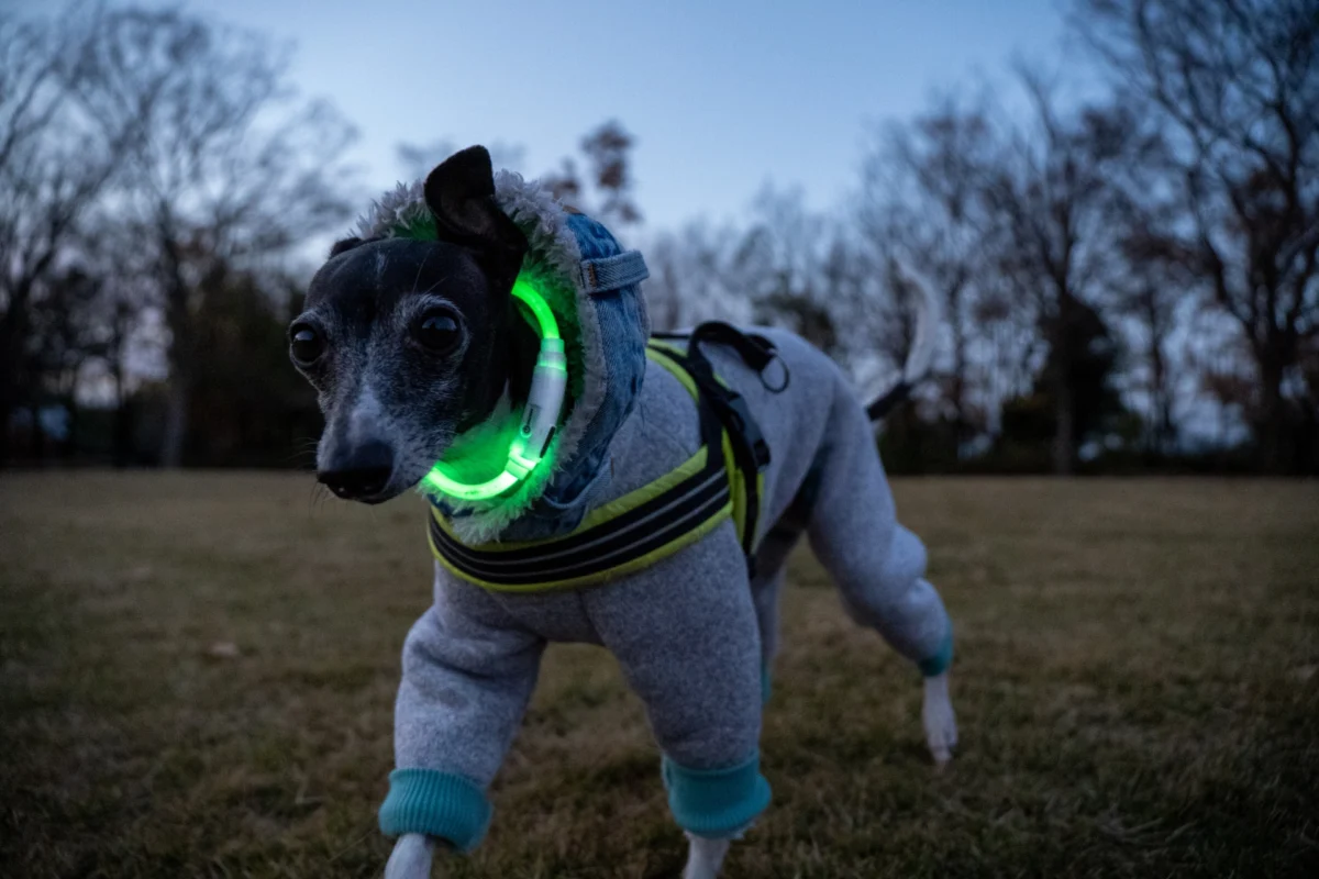 Enhancing Safety and Convenience: The Modern Evolution of Retractable Dog Leashes