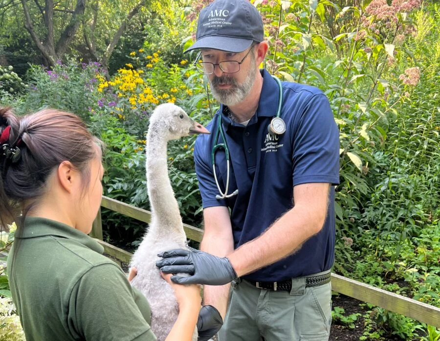 Expanding Horizons in Exotic Care: Schwarzman Animal Medical Center Appoints Dr. John Sykes to Lead New Zoological Division