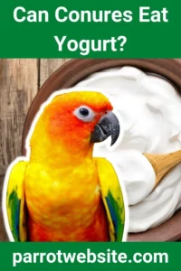 Feather and Dairy: Why Yogurt Poses a Hidden Danger to Your Conure