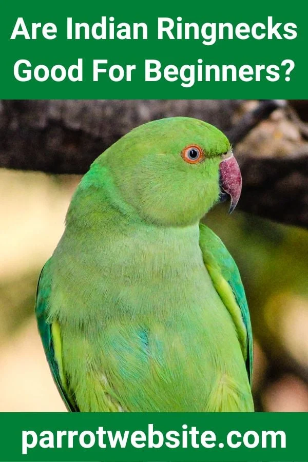 Feathered Brilliance and High Maintenance: A Comprehensive Guide to Indian Ringneck Parrots