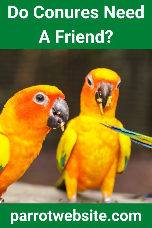 Feathered Flocks: The Complex Social Dynamics, Welfare Implications, and Realities of Keeping Conures