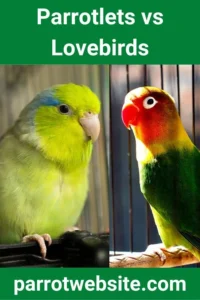 Feathered Similarities and Behavioral Divides: A Comprehensive Comparative Analysis of Parrotlets and Lovebirds