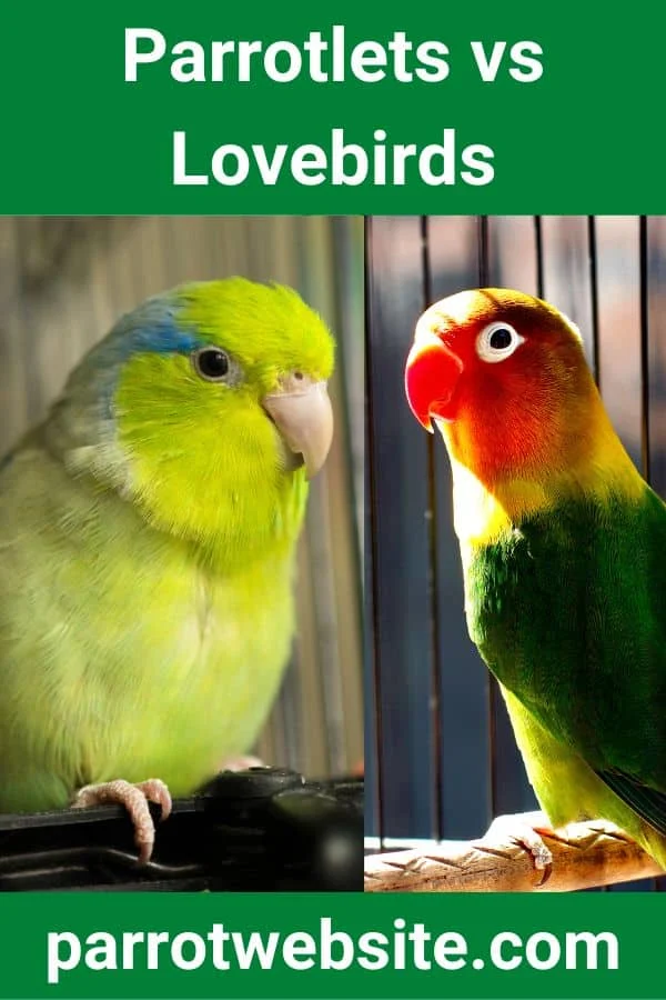 Feathered Similarities and Behavioral Divides: A Comprehensive Comparative Analysis of Parrotlets and Lovebirds