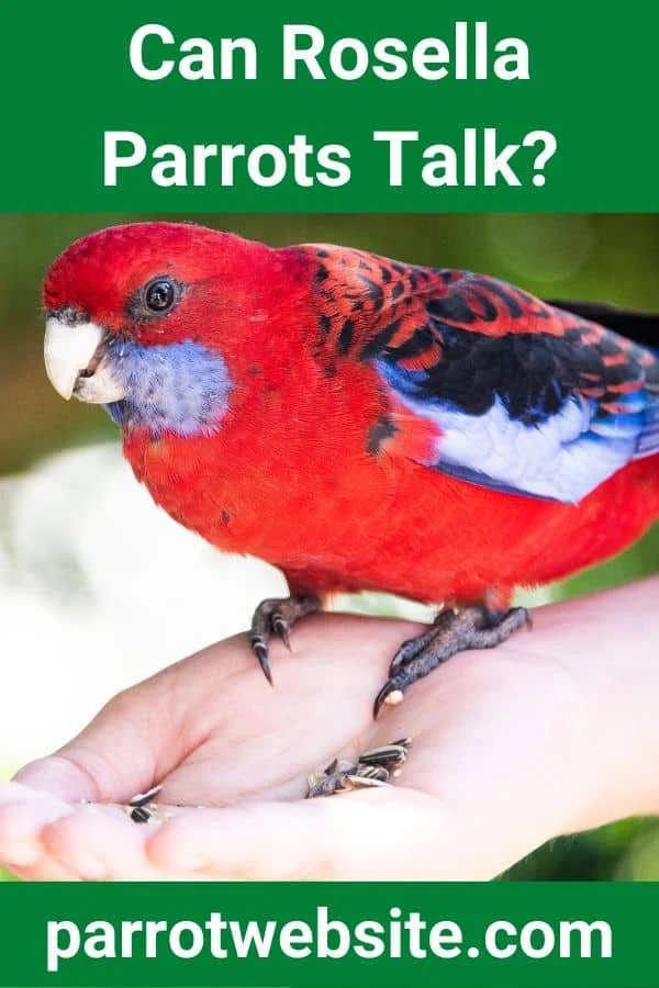 Feathered Songsters vs. Human Speech: The Comprehensive Guide to Rosella Parrots