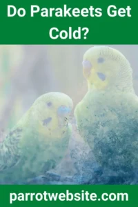 Feathered Thermostats: Navigating the Delicate Science of Keeping Parakeets Warm in Domestic Environments