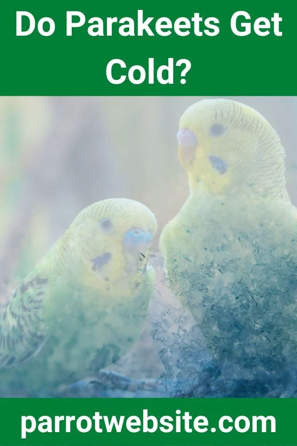 Feathered Thermostats: Navigating the Delicate Science of Keeping Parakeets Warm in Domestic Environments