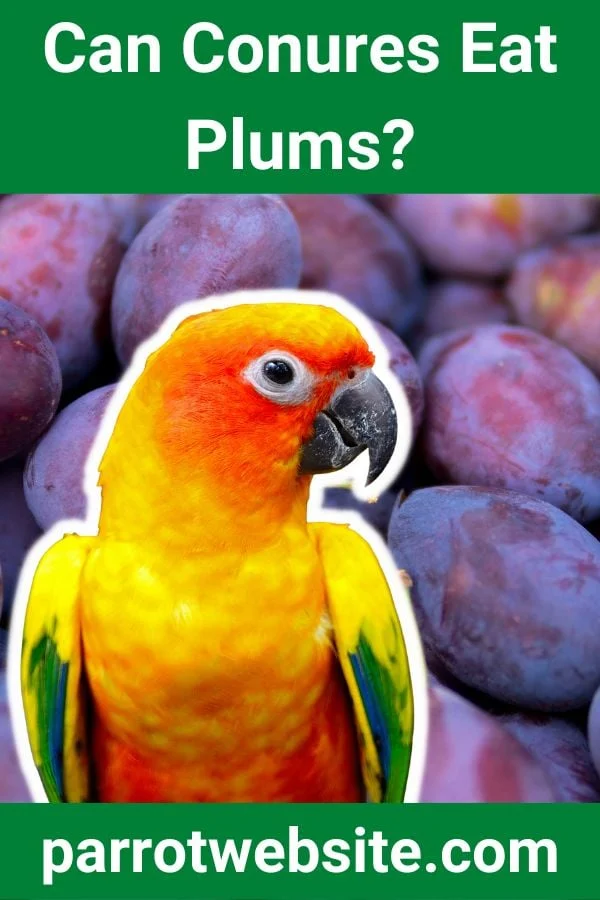 Feathers and Fruit: A Comprehensive Avian Veterinary and Nutritional Guide to Feeding Plums to Conures