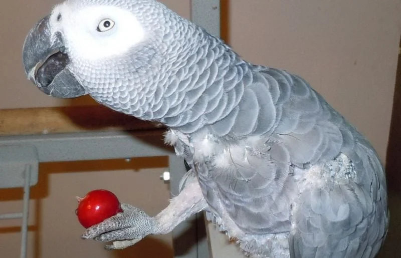 Feathers, Spice, and Everything Nice: Can Parrots Safely Enjoy Radishes?
