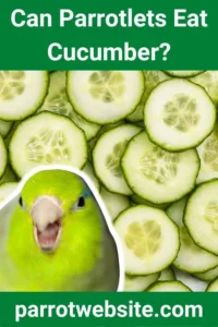 Feeding Cucumbers to Parrotlets: A Comprehensive Nutritional and Avian Care Guide