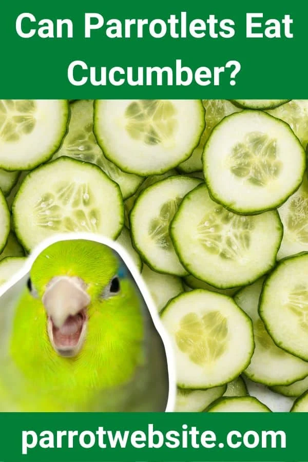 Feeding Cucumbers to Parrotlets: A Comprehensive Nutritional and Avian Care Guide