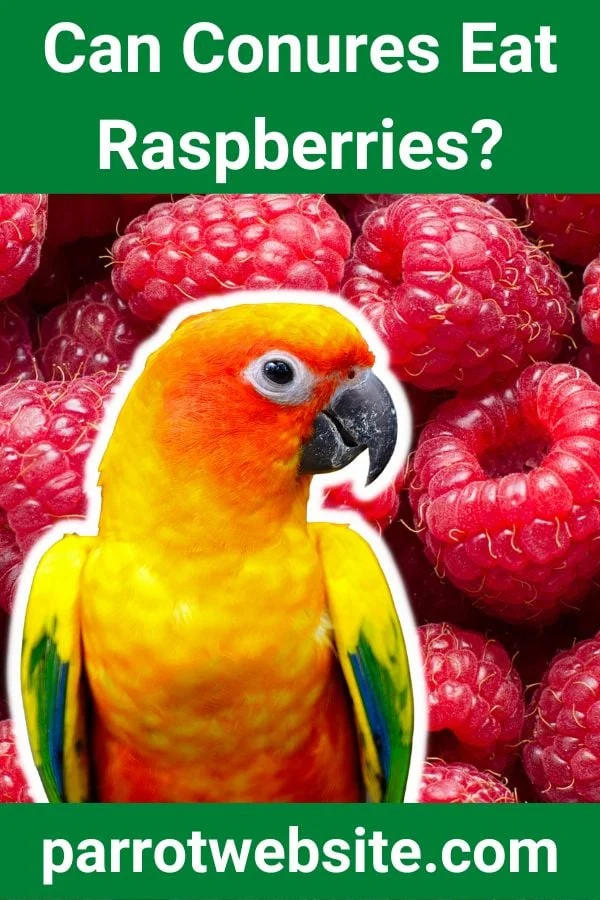 Feeding Raspberries to Conures: A Comprehensive Avian Nutrition Guide