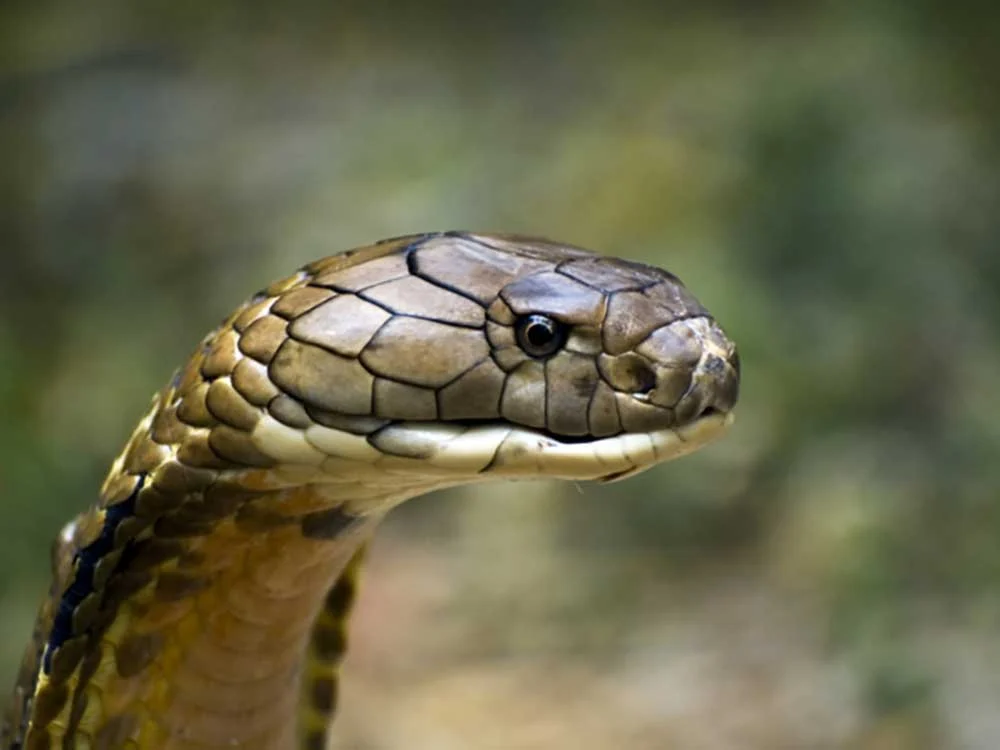 Global Burden of Venomous Snakebites: New Study Estimates Up to 7 Million Envenomings and Half a Million Deaths Annually