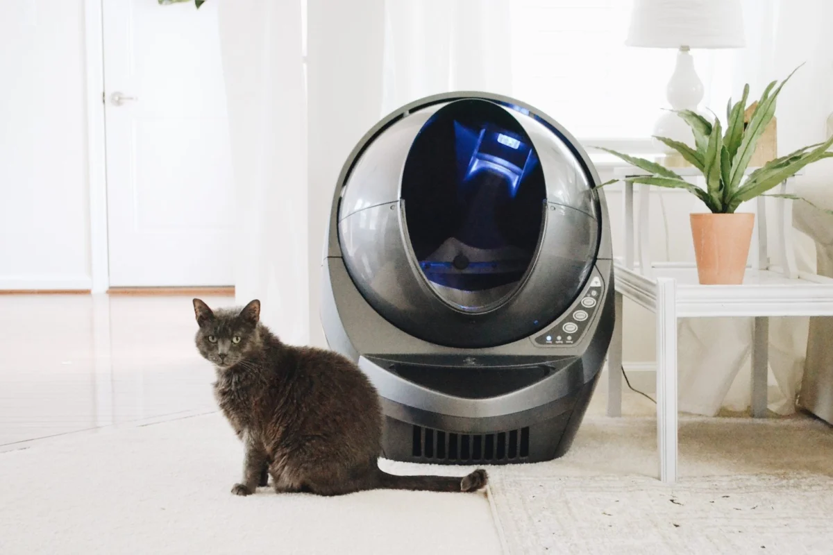 Golden Years, Sensitive Paws: Why Your Senior Cat Needs a Litter Box and Litter Makeover