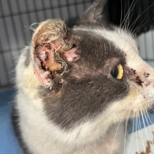 Guardians of the Forgotten: Inside the Frontlines of Feline Welfare in Upstate New York