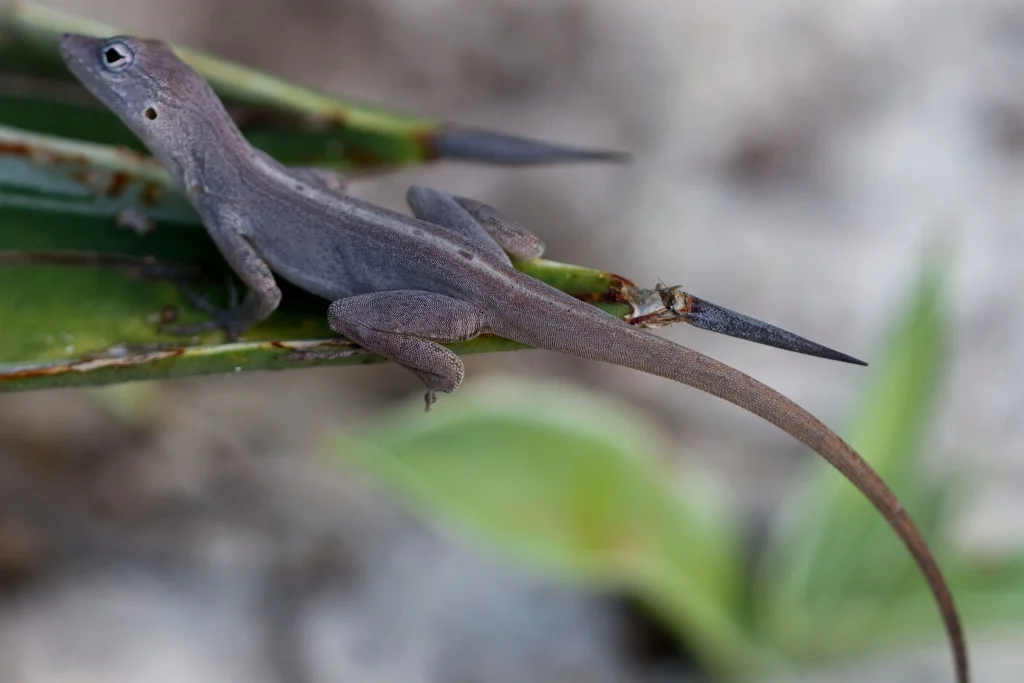Hurricane-Driven Evolution: How Extreme Weather Rewrites the Genetic Code of Island Lizards