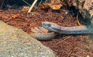 Lifeline for America’s Rarest Pit Viper: Los Angeles Zoo Welcomes First Successful Births Under "Project Obscurus"