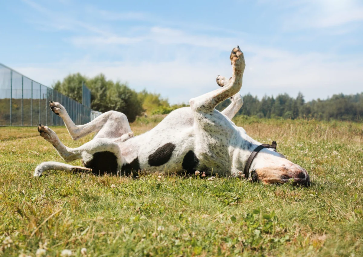 Managing Canine Allergies: A Comprehensive Guide to OTC Antihistamines and Long-Term Care