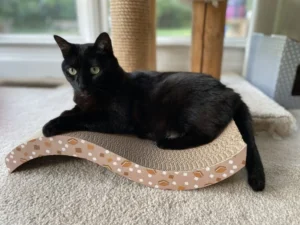 Mastering the Feline Mind: A Comprehensive Guide to Successful Cat Training