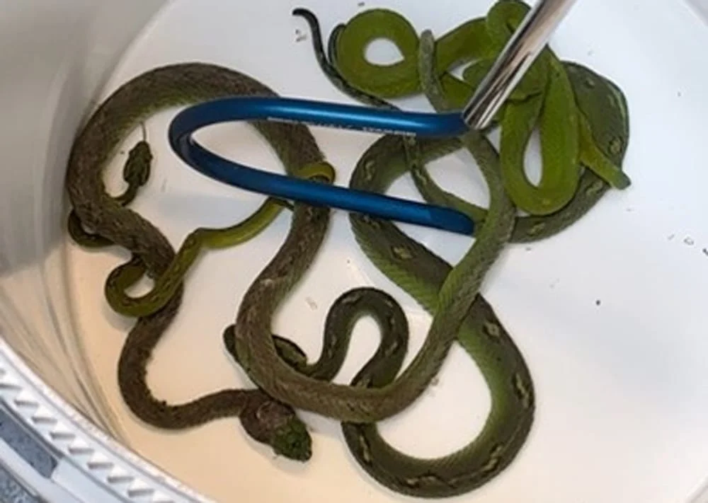 Multi-Year Transnational Wildlife Trafficking Ring Busted: U.S. and Mexican Nationals Charged in Exotic Reptile Smuggling Scheme