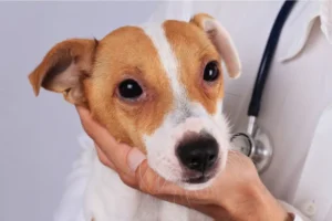 Navigating Pet Safety: A Comprehensive Guide to Modern Pet-Monitoring Technology and Responsible Ownership