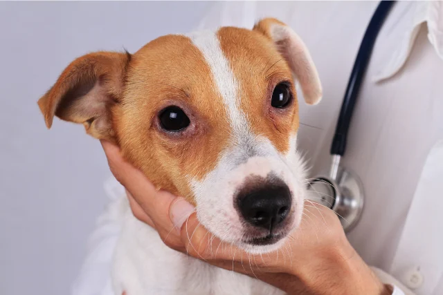 Navigating Pet Safety: A Comprehensive Guide to Selecting and Using Pet Cameras