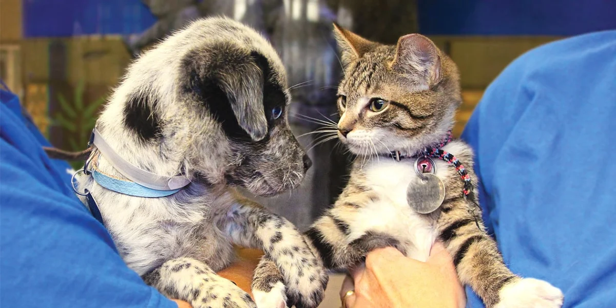 Navigating the Legal and Ethical Gray Areas of Pet Adoption Contracts