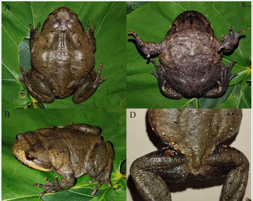 New Species of Short-Legged Toad Discovered in China’s Guangxi Zhuang Autonomous Region Highlights Biodiversity Richness