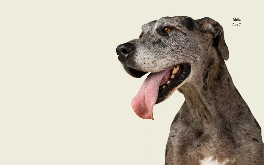 Paws for Time: Inside Loyal’s Historic Push to Bring Canine Longevity Drugs to Market