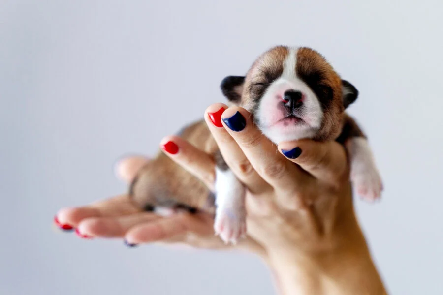 Petland Endorses USDA’s Sweeping Overhaul of Animal Welfare Act Enforcement for Professional Breeders