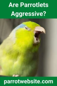 Pint-Sized Feathers, Outsized Attitude: Unraveling the Complex Truth About Parrotlet Aggression