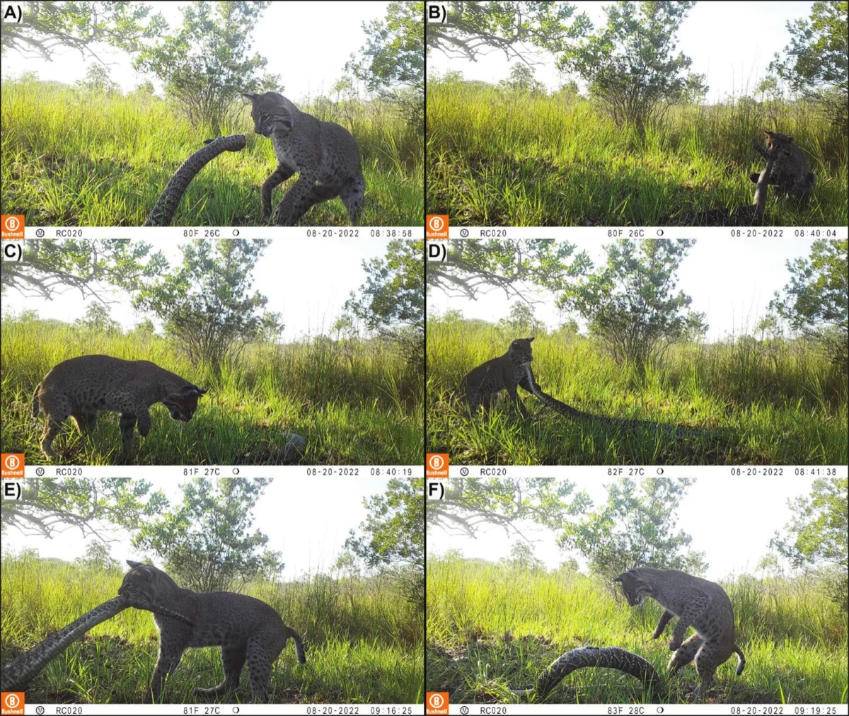 Rare Camera-Trap Footage Captures Fierce Florida Battle Between a Bobcat and an Eastern Diamondback Rattlesnake