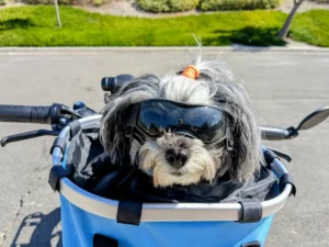 Seeing Clearly: The Comprehensive Guide to Canine Eye Protection
