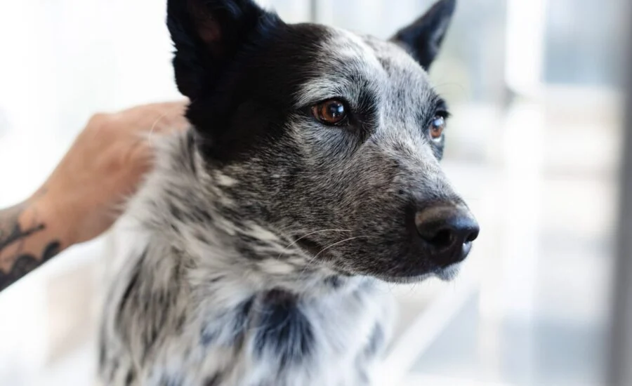 Sparkle Grooming Co. Brings Innovative "Quick-Service Pet Care" Model to St. Louis Metro Area with New Cottleville Salon Opening