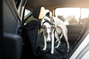 The Acepromazine Myth: Why Sedation Is Not the Same as Relief for Anxious Dogs
