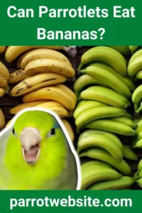 The Avian Diet Debate: Can Parrotlets Safely Enjoy Bananas? Nutritional Insights and Expert Guidelines